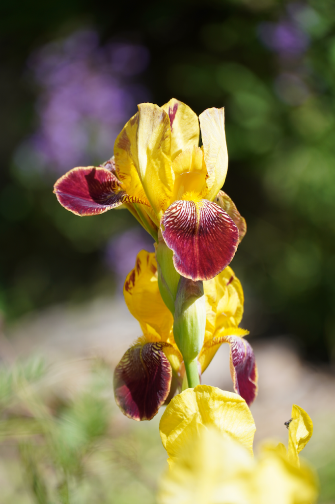 Wählen Sie ihre Lieblingsblumen aus. Wir besorgen udn pflanzen sie für Sie.
